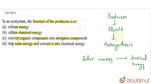 Maybe you would like to learn more about one of these? In An Ecosystem The Function Of The Producers Is To Youtube