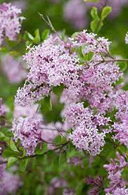 Syringa Red Pixie Rhs Gardening Plants Plant Finder Propagating Plants