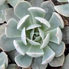 These flowers often cause misery for hay fever and environmental allergy sufferers. Echeveria Holy Gate Echeveria Succulents Planting Succulents