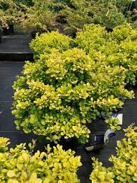 Image result for Berberis