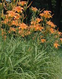 Maybe you would like to learn more about one of these? Orange Day Lily Hemerocallis Fulva