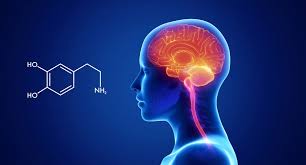 Image result for Dopamine