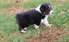 We did not find results for: Australian Shepherd Puppies For Sale Colorado Springs Co 100898