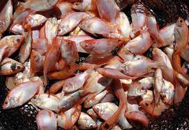 Menyoal harga ikan nila biasa per kilogram pada tahun 2018 ini yakni mencapai rp. Peluang Pasar Komoditas Nila Di Amerika Serikat Dinas Kelautan Dan Perikanan Provinsi Jawa Timur