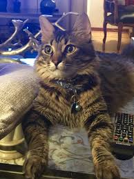 Franklin Animals Kitty Cats