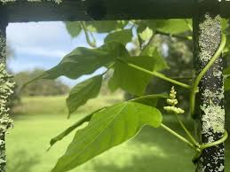 Image result for Vigna gracilis