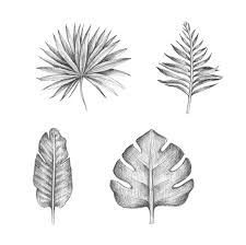 Use the rectangle tool (m) to make a 100 x switch to the direct selection tool (a) and select the top right and bottom left corners of the body shape. Cartoon Galery Net Cartoon Palm Leaf Drawing