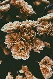 Flower aesthetics iphone wallpapers iphone background flower aesthetic aesthetic flower backgrounds white flower in 2020 flower aesthetic floral wallpaper desktop. 50 Gorgeous Flower Aesthetic Wallpaper For Your Iphone Prada Pearls