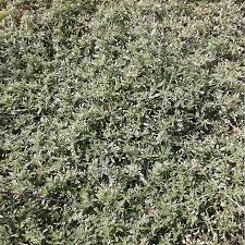 Image result for Hypertelis cerviana