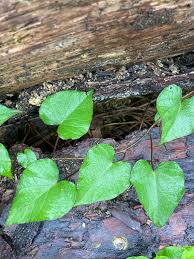 Image result for Ipomoea barteri