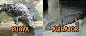 Selain Katak Dan Kodok Ini 6 Binatang Lain Yang Sering Dianggap Sama Padahal Jelas Beda Setiap langkahnya disertai gambar yang akan memudahkan anda mempraktekkannya. selain katak dan kodok ini 6 binatang