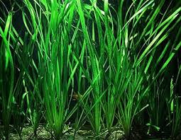 Image result for Vallisneria spiralis