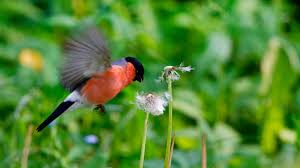 Bis etwa 10 uhr am vormittag lassen sich die vogelstimmen vernehmen. Heimische Vogelarten Was Ist Das Fur Ein Vogel In Meinem Garten Bayern 1 Radio Br De