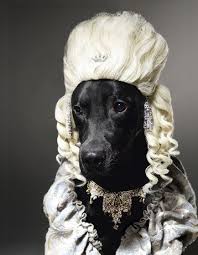 Labrador All Dressed Up Via Little Augury Beauty Cute Animal Pictures Pet Portraits Cute Animals