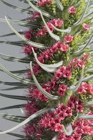 Plants E Echium Page 4 Plants Planting Succulents Agave Plant