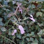 Image result for Hypoestes triflora