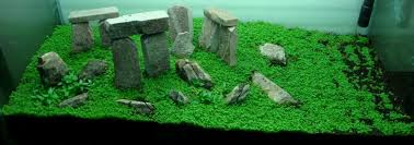 Top 10 aquascape design : Aquascaping Gallery With Stonehenge Style Aquascape Stonehenge Gallery
