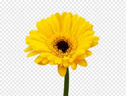 Bunga matahari merupakan bunga majemuk. Bunga Potong Keluarga Daisy Gerbera Jamesonii Bunga Matahari Biasa Gerbera Bunga Matahari Biji Bunga Matahari Tanaman Tahunan Png Pngwing