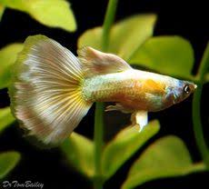 Premium Rare Male Snow White Guppy 1 To 1 5 Long Beau Poisson Guppy Animaux De Compagnie