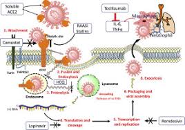 How is myasthenia gravis diagnosed? Drugs Targeting Various Stages Of The Sars Cov 2 Life Cycle Exploring Promising Drugs For The Treatment Of Covid 19 Sciencedirect