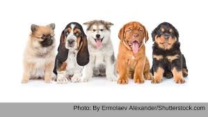 Basset hound puppies $1,200 (lns > ronks) pic hide this posting restore restore this posting. 63 Chihuahua Puppies For Sale In Texas Craigslist L2sanpiero