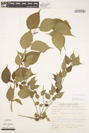 Image result for Acalypha psilostachya
