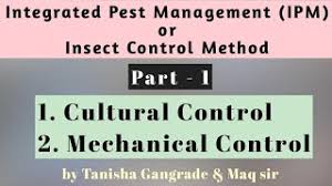 Examples of physical, mechanical and cultural control methods employed in the management of tropical vegetable pests and diseases are herein discussed. Integrated Pest Management Part 1 Ipm Cultural Control Method Mechanical Control Method Youtube