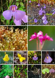 Image result for Utricularia inflexa