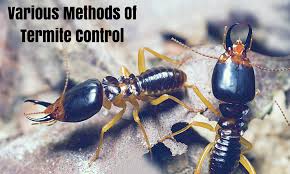 The termites will chew on the wood inside these baiting systems and give us an if you see these tubes, contact a pest control company to identify if it is, in fact, a termite tube. Various Methods Of Termite Control By Bayswater Pest Control Medium