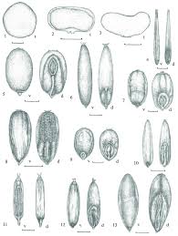 Image result for Harpachne schimperi