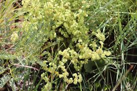 Image result for Psammotropha myriantha