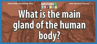There are several ways to consider the composition of the human body, including the elements, type of mol. Question What Is The Main Gland Of The Human Body