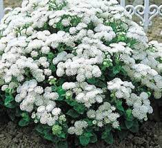 Jim S Favorite Ageratum Flower Garden Seeds Flower Seeds Annual Plants Planting Pot