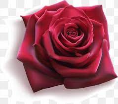 Wine rose glass red drink alcohol romantic wedding love flower 162 157 67 Wine Red Roses Images Wine Red Roses Transparent Png Free Download