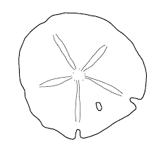 Best Sand Dollar Clip Art 8012 Clipartion Com Seashells Template Sand Dollar Tattoo Templates Printable Free
