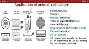 The process of acc is carried out under strict laboratory conditions of asepsis, sterility and controlled environment involving temperature, gases and pressure. Application Of Animal Cell Culture On The Basis Of Gene Expression And Organ Culture Youtube