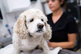 Cat and dog hospital serving anaheim, fullerton and beyond. Cottage Pet Hospital 206 Photos 236 Reviews Veterinarians 900 E Broadway Anaheim Ca United States Phone Number