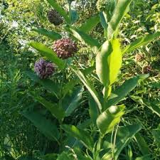 More images for middlefork savanna forest preserve » Middlefork Savanna Lake County Forest Preserve 16 Photos Parks Lake Forest Il