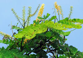 Image result for Tragia adenanthera