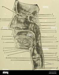 Middle nasal concha hi-res stock photography and images - Alamy