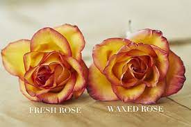 Check spelling or type a new query. How To Preserve Flowers With Wax Wax Roses Petal Talk How To Preserve Flowers Dried Flowers Flowers