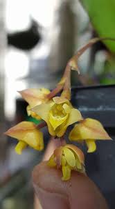 Image result for Polystachya cultriformis