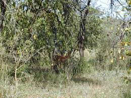 Image result for Ypsilopus liae