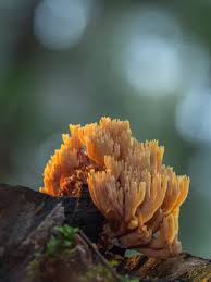 Image result for Ramaria stricta
