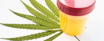 How to pass a urine drug test in 24 hours 1. How To Pass A Drug Test According To Experts