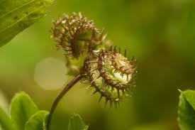 Image result for Medicago laciniata