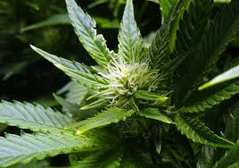 Just to be clear, the flowering stage of the marijuana growth cycle is all about cola and bud before you begin feeding your weed plants any nutrients, it is wise to look up the nutrient requirements of the specific marijuana strain you are. Best Flowering Stage Tips For Cannabis Flowering Stage Week By Week