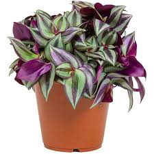 Image result for Tradescantia zebrina