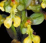 Image result for Zeuxine elongata