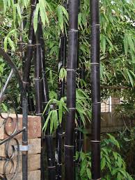 Black Bamboo Plants For Sale Xl Tropical Black Bamboo Bambusa Lako Timor Landscape Size 8 Pot Black Bamboo Plant Black Bamboo Bamboo In Pots